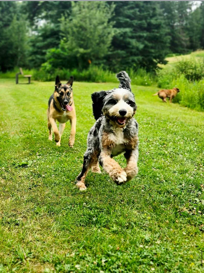 Liberty K9 Rescue Ranch