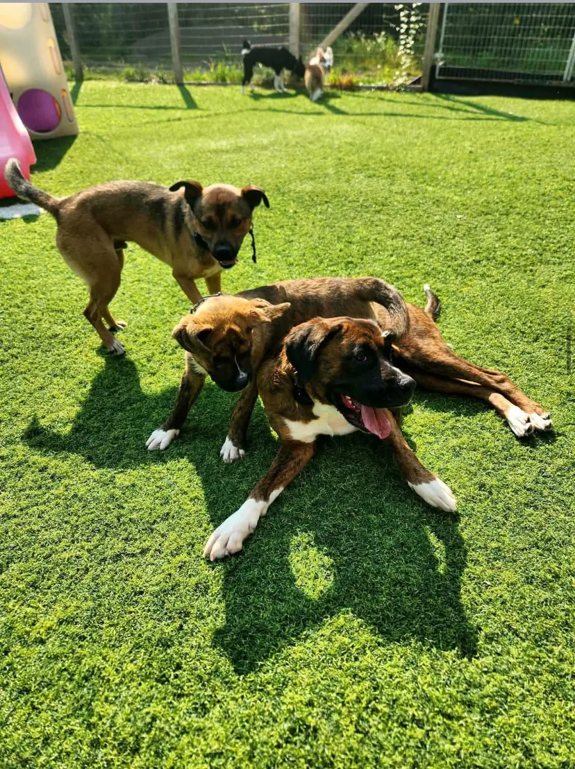 Liberty K9 Rescue Ranch