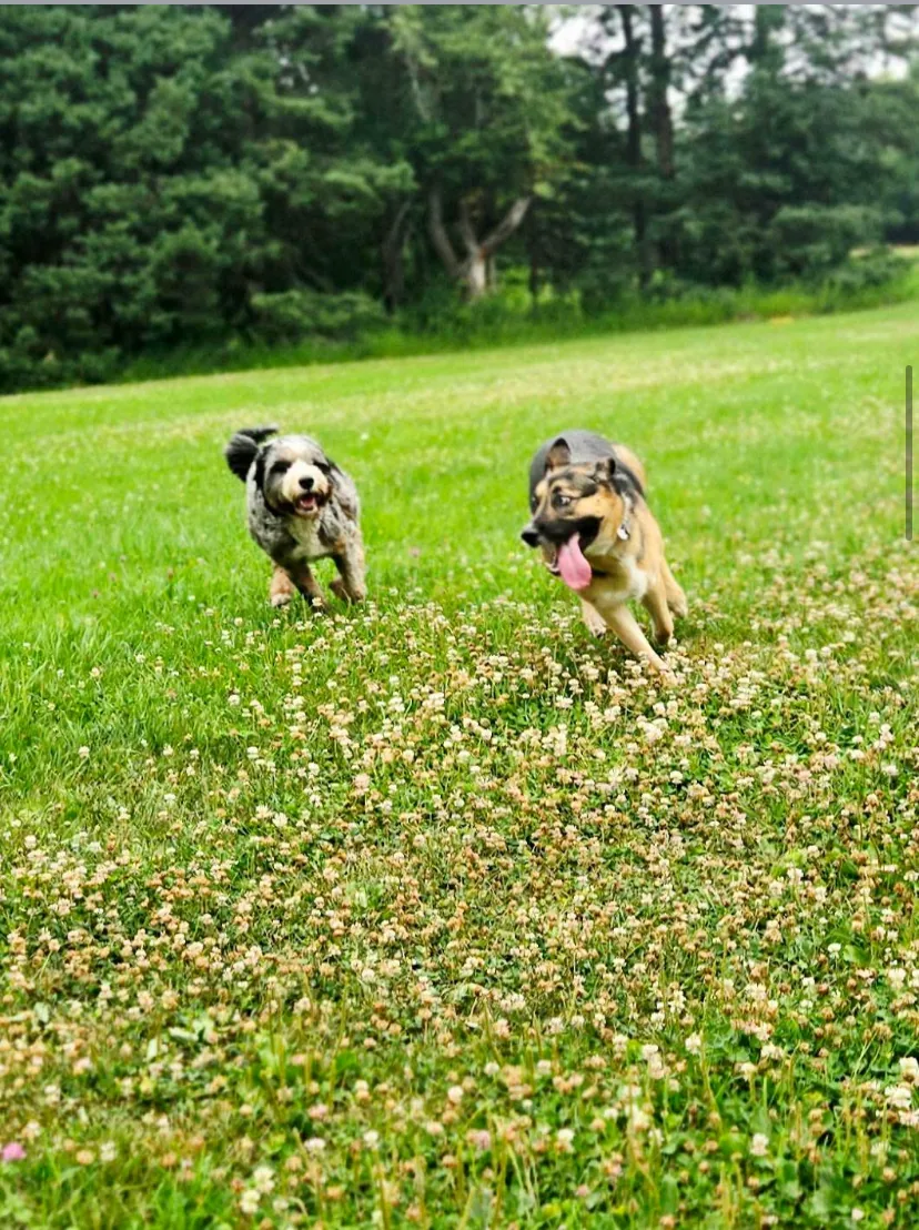 Liberty K9 Rescue Ranch