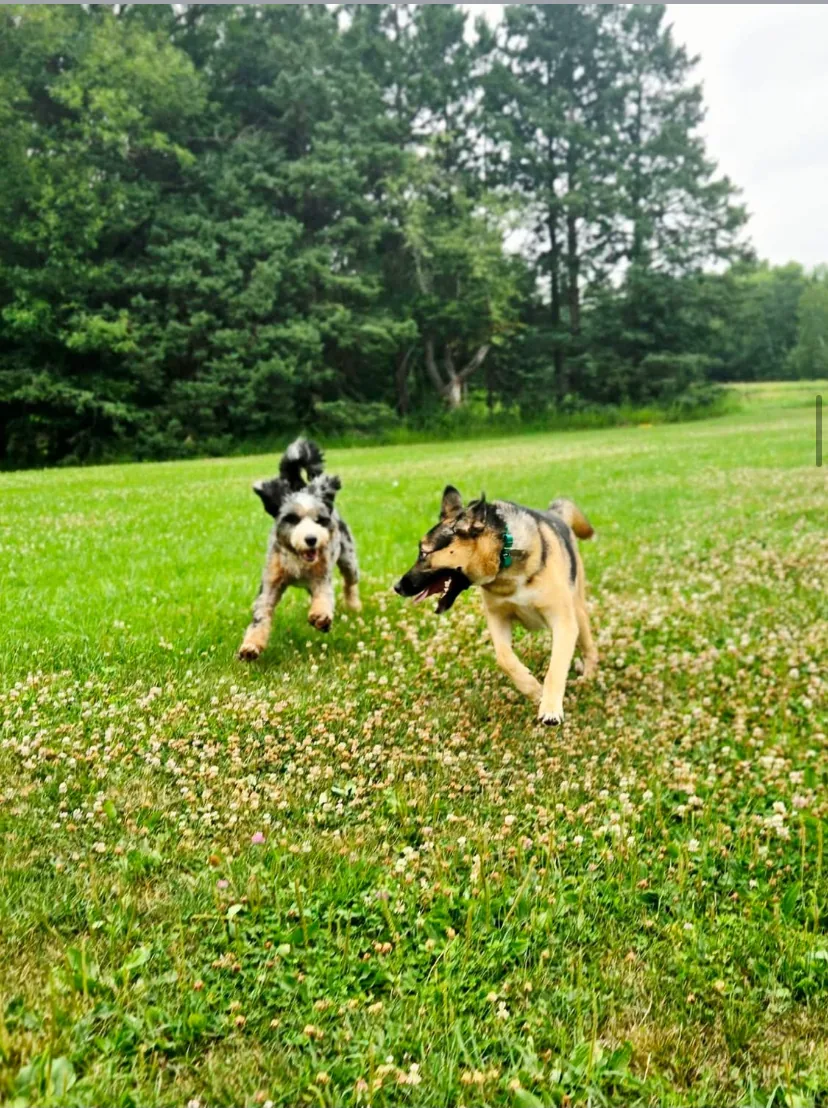 Liberty K9 Rescue Ranch