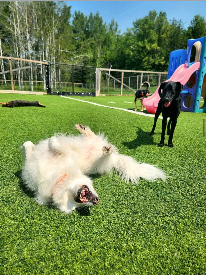 Liberty K9 Rescue Ranch