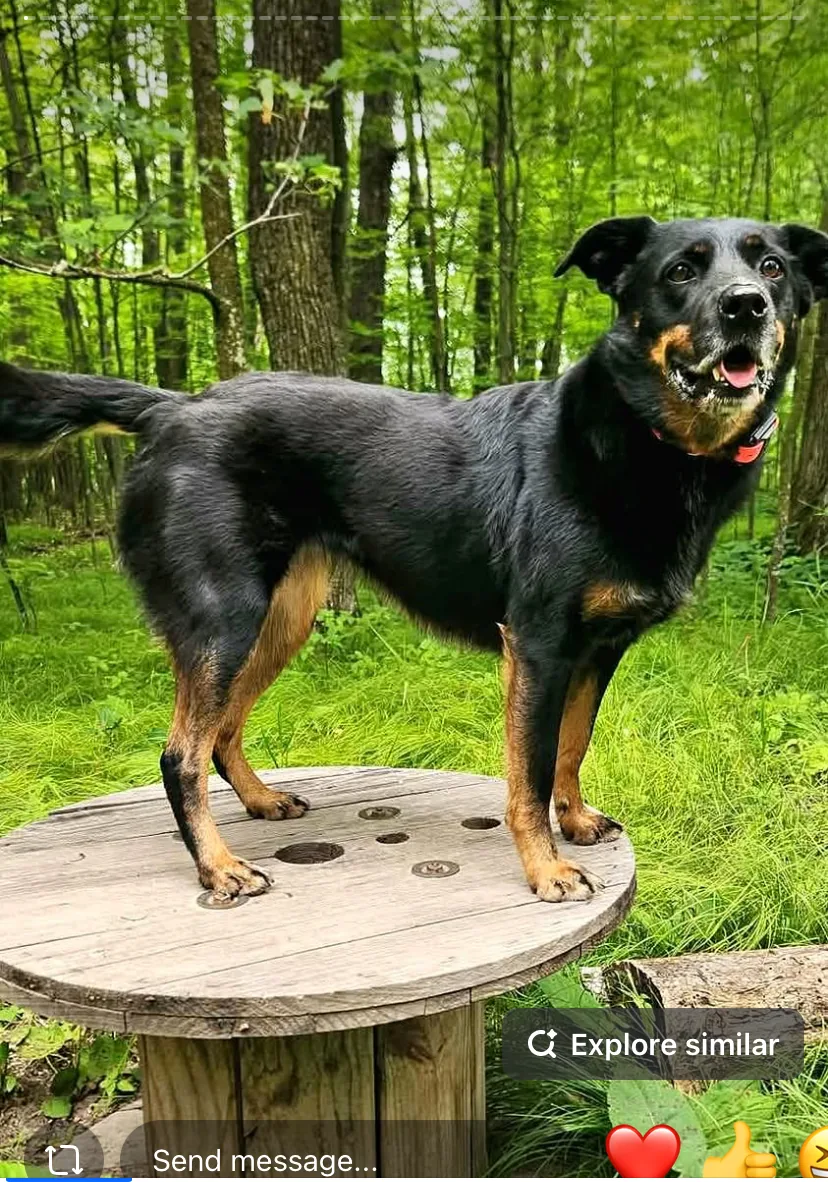 Liberty K9 Rescue Ranch