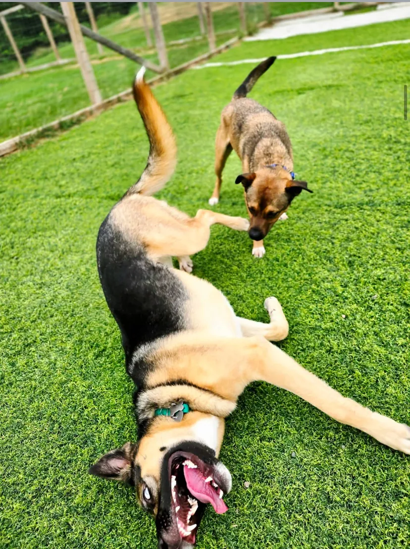 Liberty K9 Rescue Ranch
