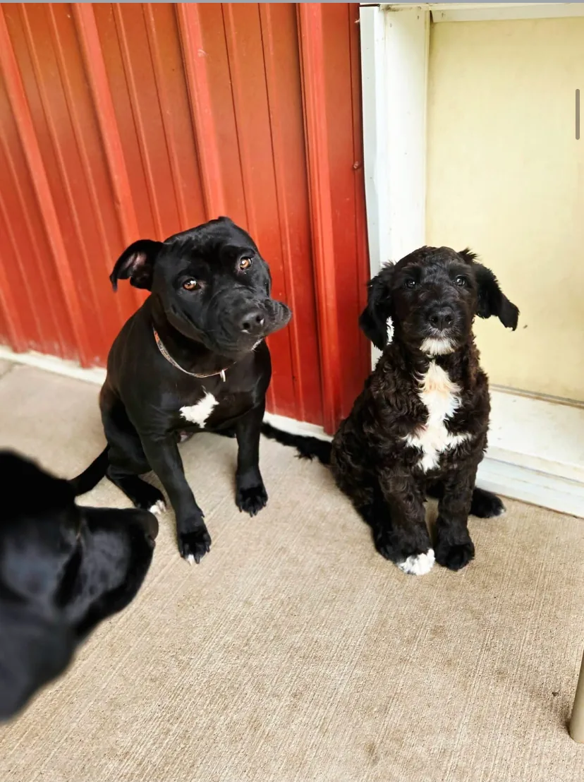Liberty K9 Rescue Ranch