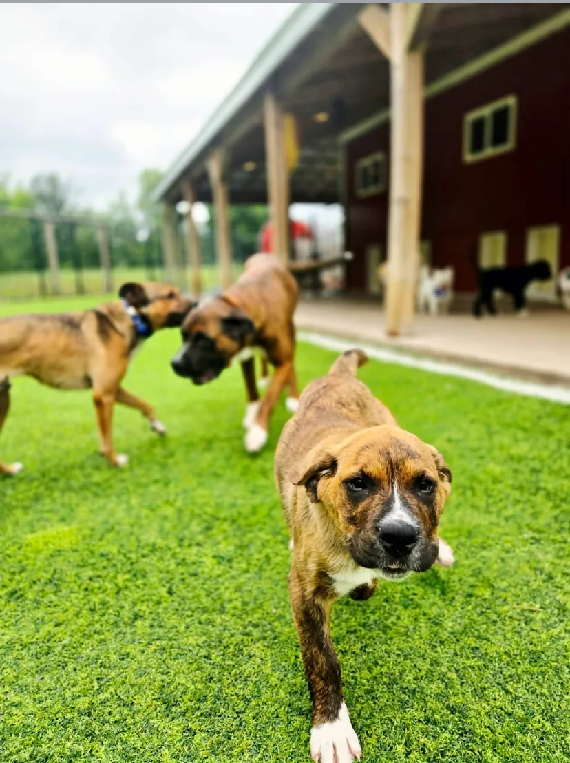 Liberty K9 Rescue Ranch
