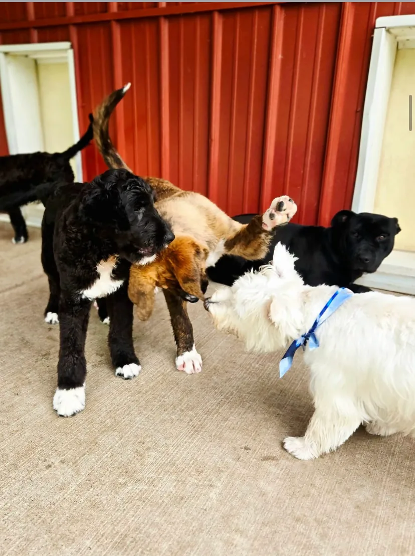 Liberty K9 Rescue Ranch
